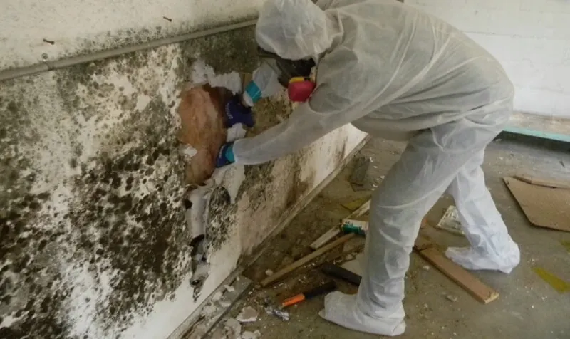 Décontamination moisissures Nexa